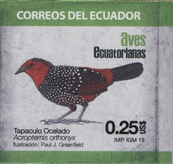 Ocellated Tapaculo (Acropternis orthonyx)