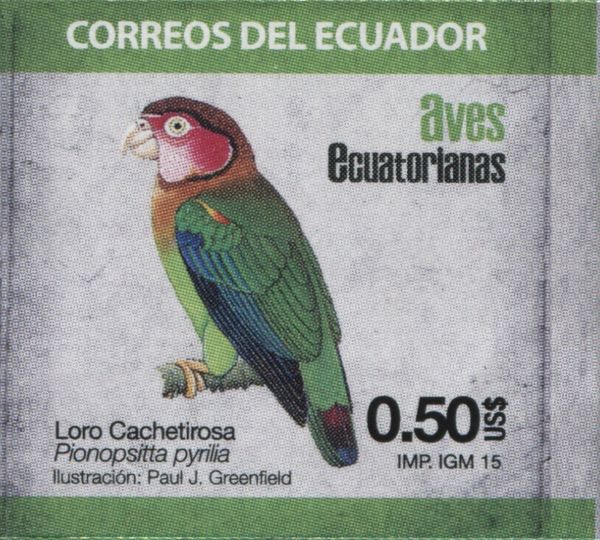 Rose-faced Parrot (Pionopsitta pyrilia) (see Description)