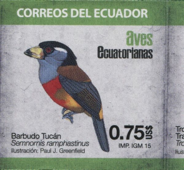 Toucan Barbet (Semnornis ramphastinus)