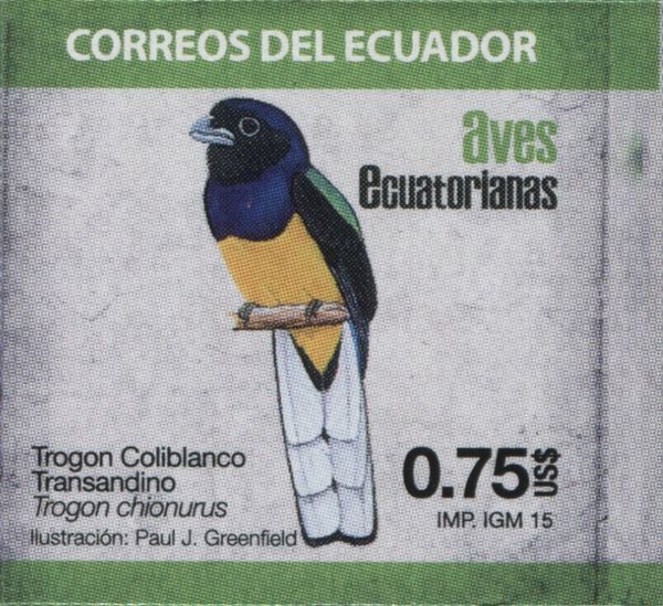 White-tailed Trogon (Trogon chionurus)