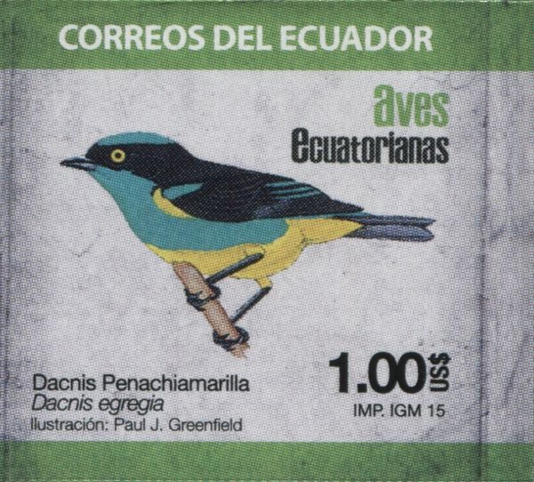 Yellow-tufted Dacnis (Dacnis egregia)