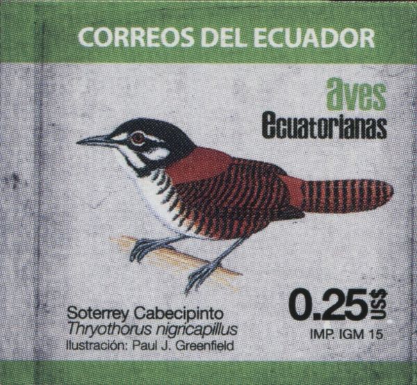 Bay Wren (Thryothorus nigricapillus)