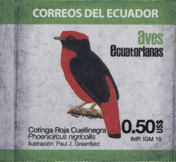 Black-necked Red Cotinga (Phoenicircus nigricollis)