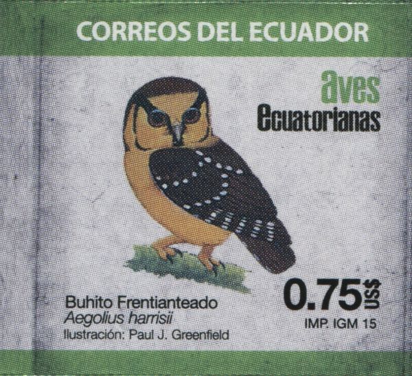 Buff-fronted Owl (Aegolius harrisii)