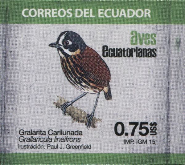 Crescent-faced Antpitta (Grallaricula lineifrons)