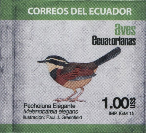 Elegant Crescentchest (Melanopareia elegans)