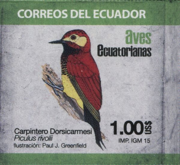 Crimson-mantled Woodpecker (Piculus rivolii)