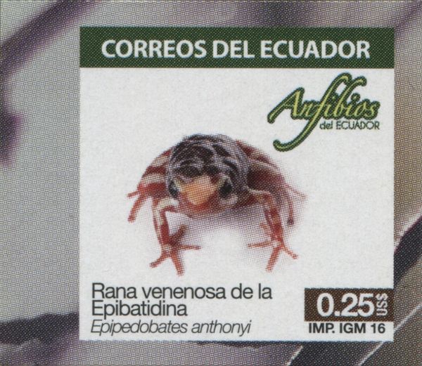 Anthony's Poison Arrow Frog (Epipedobates anthonyi)