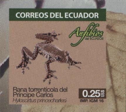 Prince Charles Stream Tree Frog (Hyloscirtus princecharlesi)