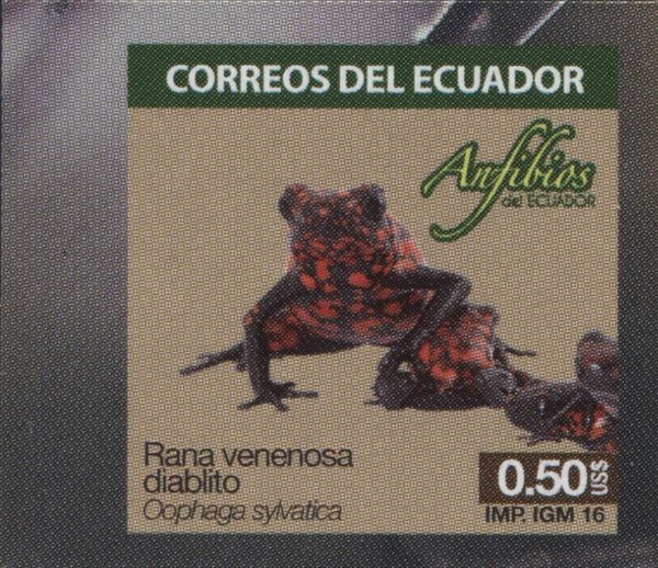 Pichincha Poison Frog (Oophaga sylvatica)