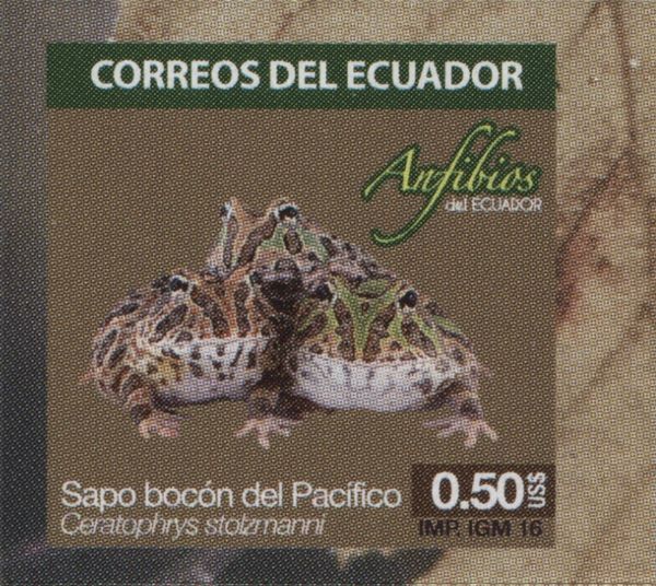 Pacific Horned Frog (Ceratophrys stolzmanni)