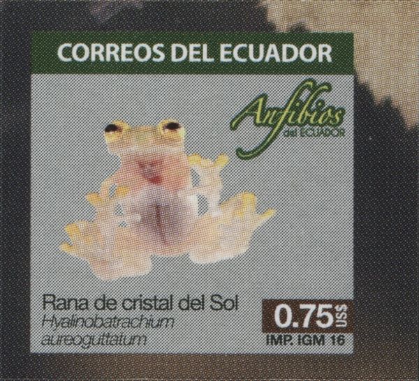Atrato Glass Frog (Hyalinobatrachium aureoguttatum)
