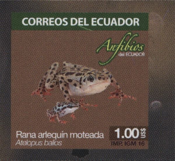 Rio Pescado Stubfoot Toad (Atelopus balios)