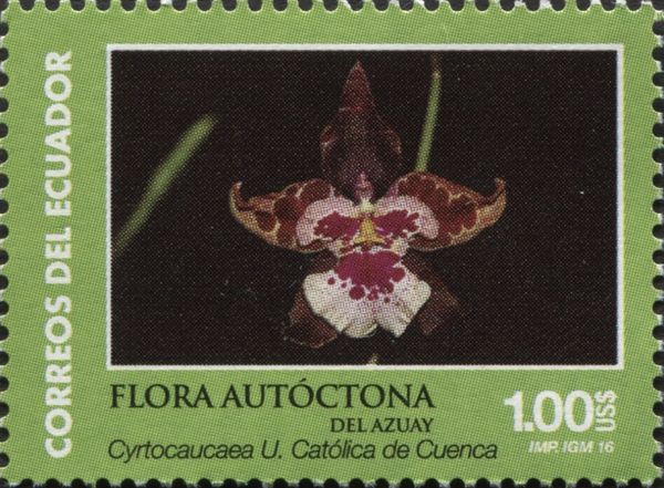 Cyrtocaucaea Universidad Católica de Cuenca