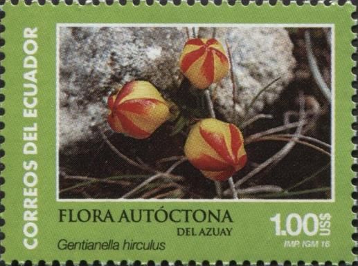 Gentianella hirculus