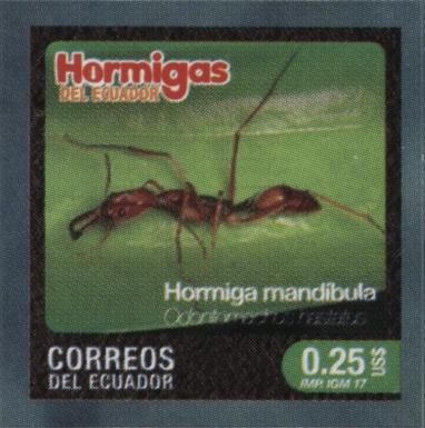 Odontomachus hastatus