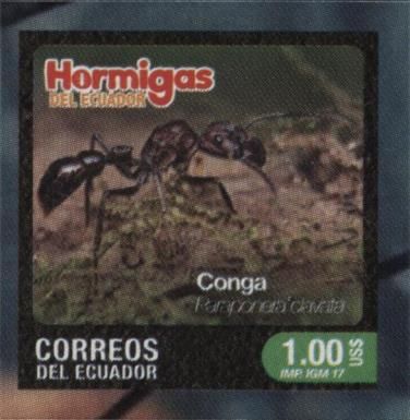 Paraponera clavata
