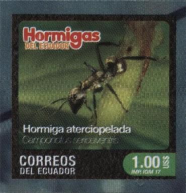 Camponotus sericeiventris
