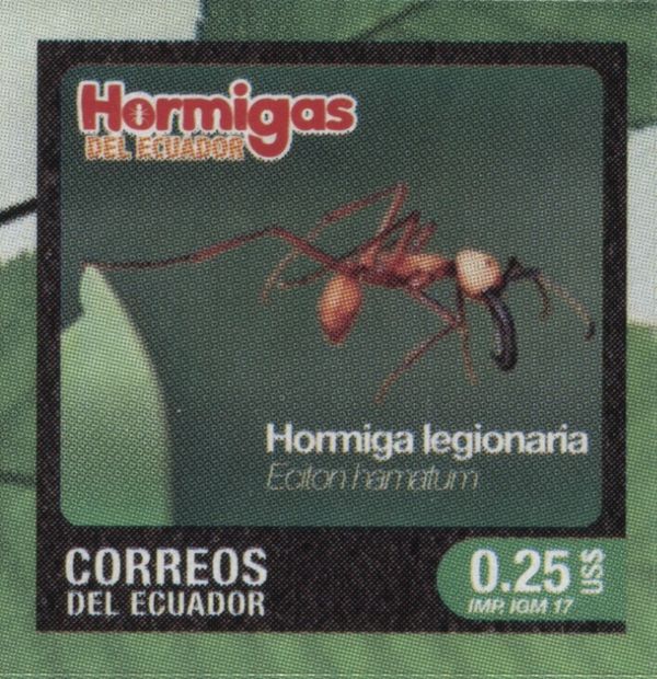 Eciton hamatum