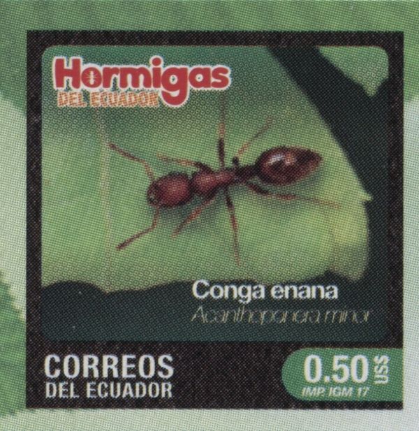 Acanthoponera minor