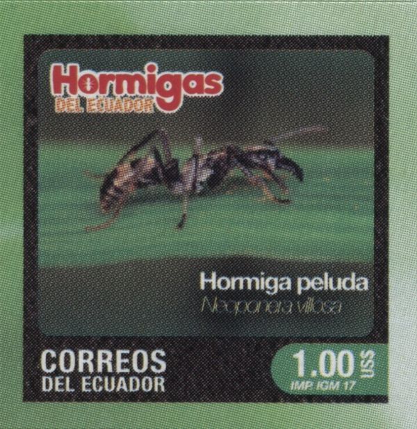 Neoponera villosa