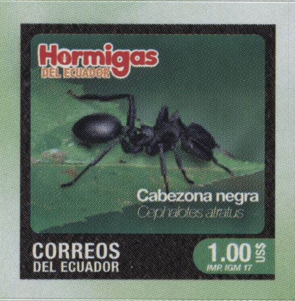 Cephalotes atratus