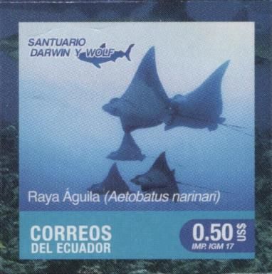 Spotted Eagle Ray (Aetobatus narinari)