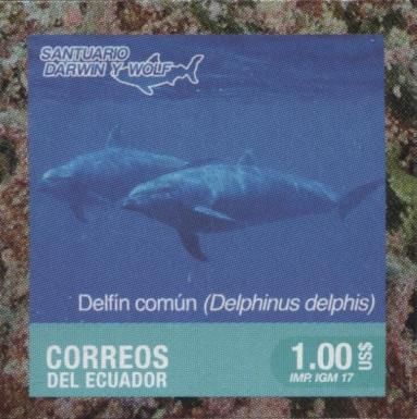 Common Dolphin (Delphinus delphis)