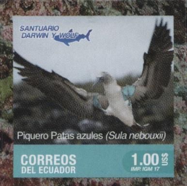 Blue-footed Booby (Sula nebouxii)