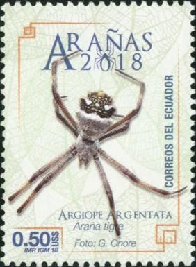 Argiope argentata