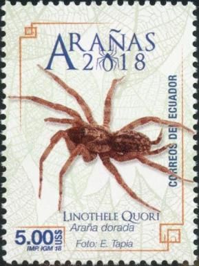 Linothele quori