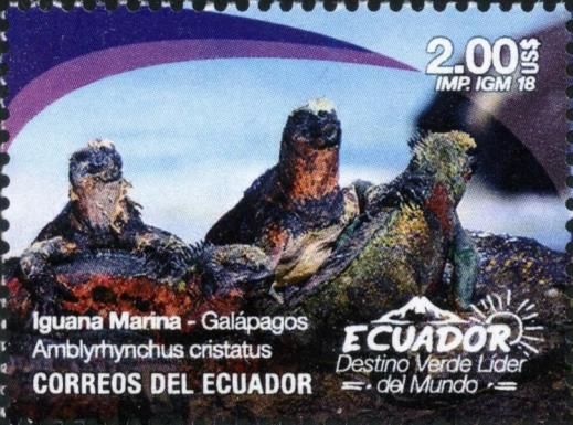Galápagos Marine Iguana (Amblyrhynchus cristatus)