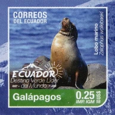 Galápagos Sea Lion (Zalophus wollebaeki)