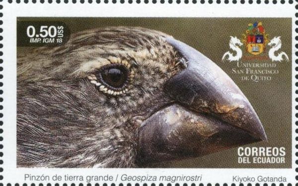 Large Ground-Finch (Geospiza magnirostris)