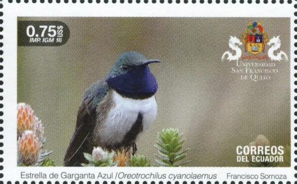 Blue-Throated Hillstar (Oreotrochilus cyanolaemus)