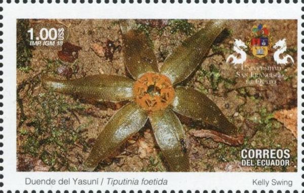 Tiputinia foetida