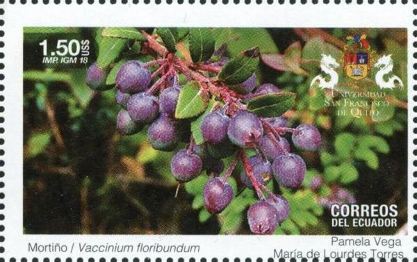 Andean Blueberry (Vaccinium floribundum)