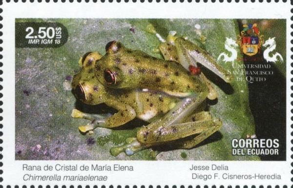 Crystal of Maria Elena Frog (Chimerella mariaelenae)