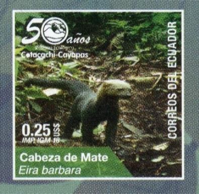 Tayra (Eira barbara)