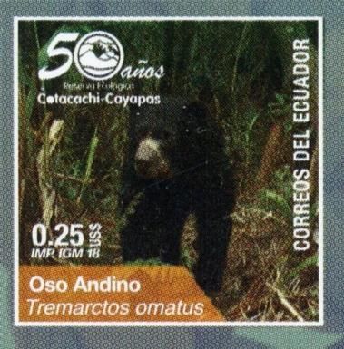 Spectacled Bear (Tremarctos ornatus)