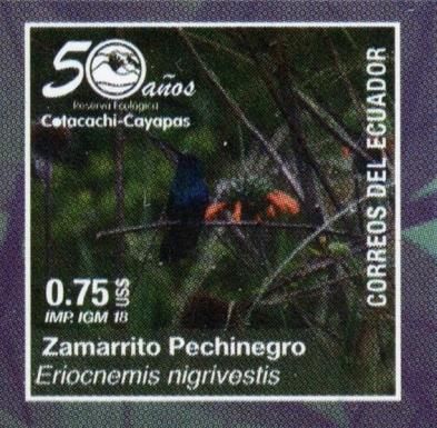 Black-Breasted Puffleg (Eriocnemis nigrivestis)
