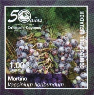 Andean Blueberry (Vaccinium floribundum)