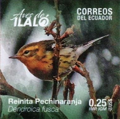 Blackburnian Warbler (Dendroica fusca)