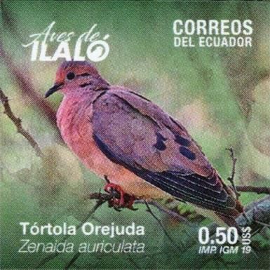Eared Dove (Zenaida auriculata)