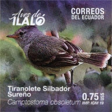 Southern Beardless Tyrannulet (Camptostoma obsoletum)