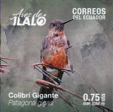 Giant Hummingbird (Patagona gigas)
