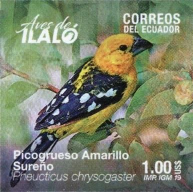 Golden Grosbeak (Pheucticus chrysogaster)