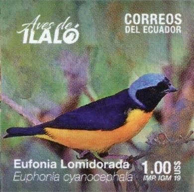 Golden-rumped Euphonia (Euphonia cyanocephala)