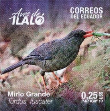 Great Thrush (Turdus fuscater)