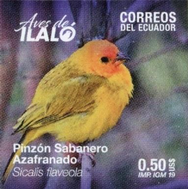 Saffron Finch (Sicalis flaveola)